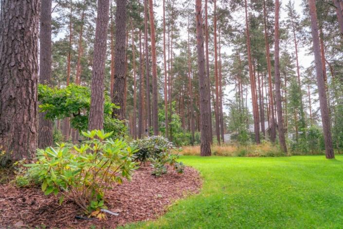 darzs-marsilos-A6707994