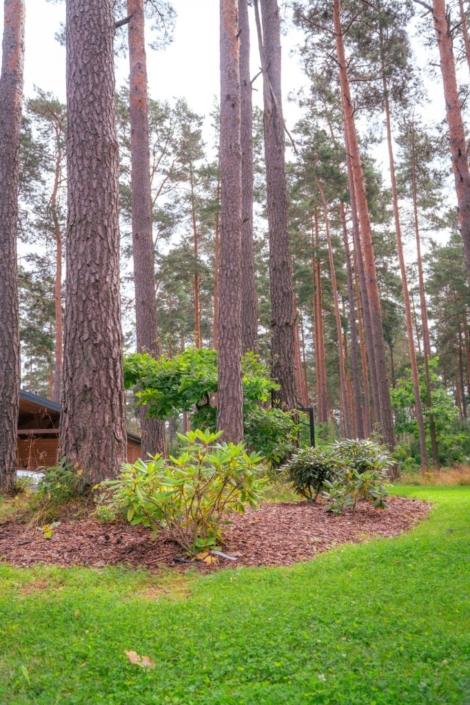 darzs-marsilos-A6707998