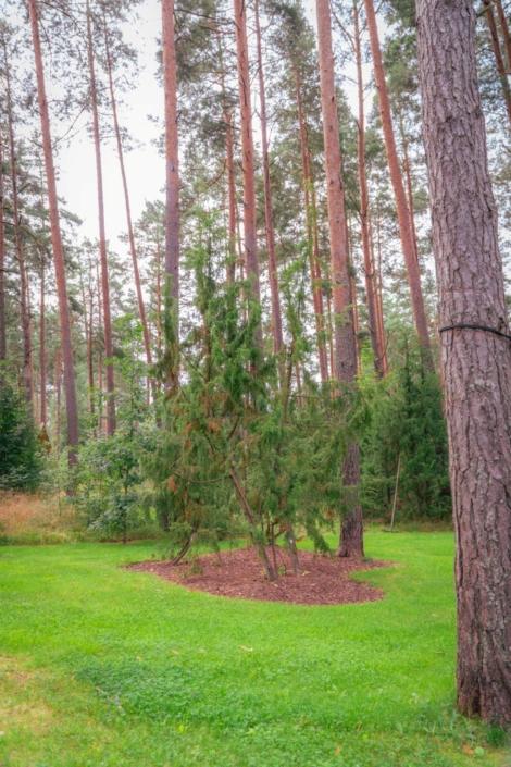 darzs-marsilos-A6708001