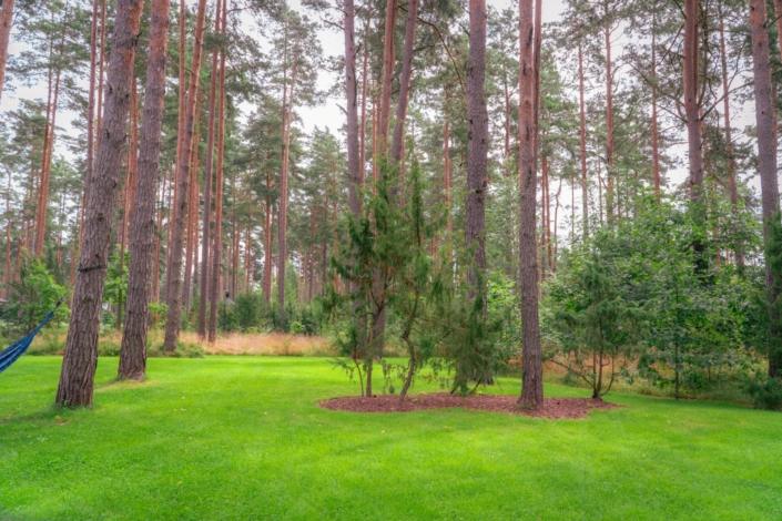 darzs-marsilos-A6708003