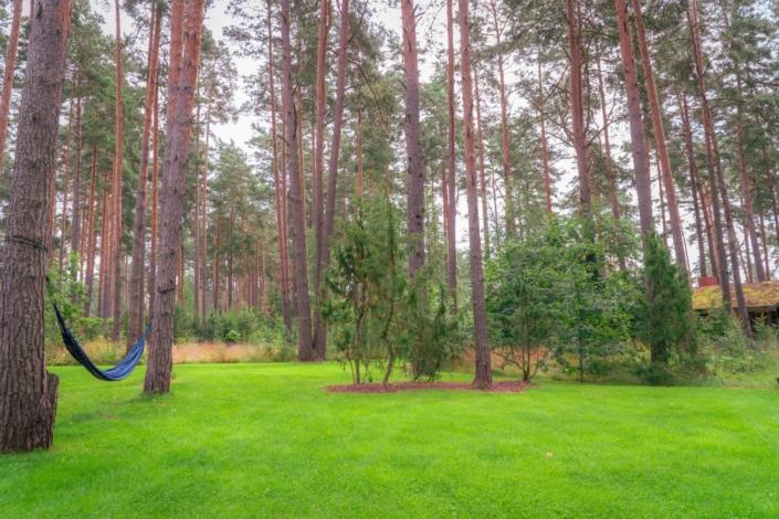 darzs-marsilos-A6708004