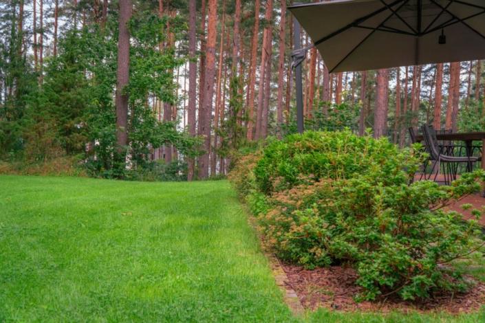 darzs-marsilos-A6708010