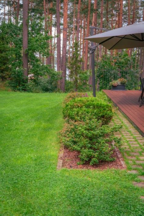 darzs-marsilos-A6708013