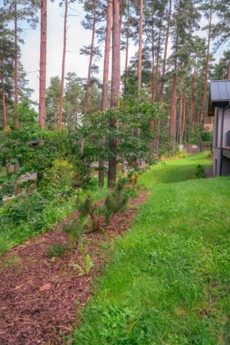 darzs-marsilos-A6708017