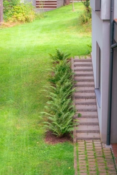 darzs-marsilos-A6708019