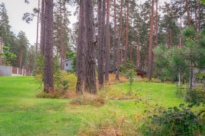 darzs-marsilos-A6708027