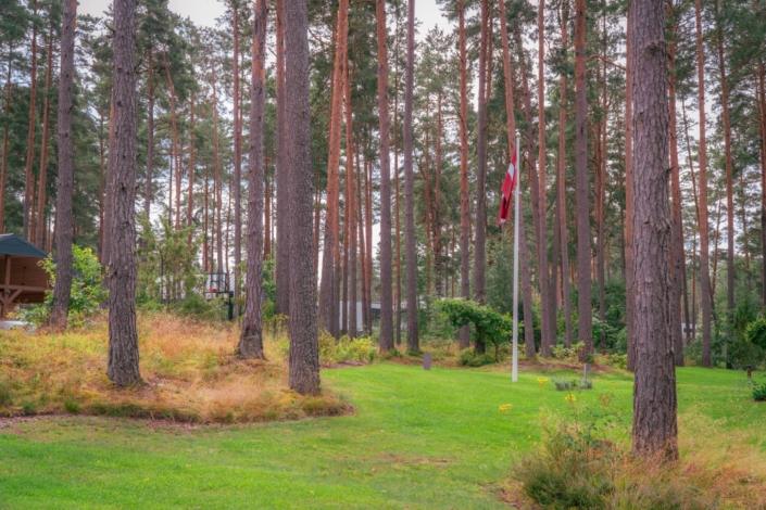 darzs-marsilos-A6708033