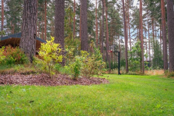 darzs-marsilos-A6708036