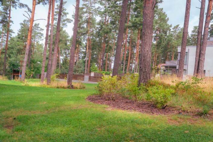 darzs-marsilos-A6708037