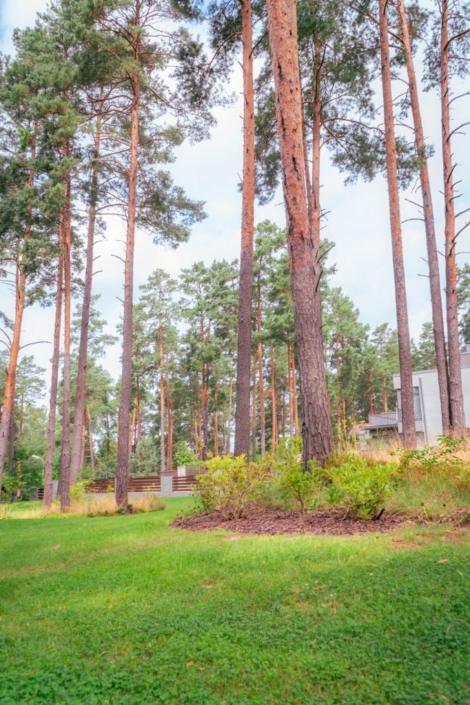 darzs-marsilos-A6708039