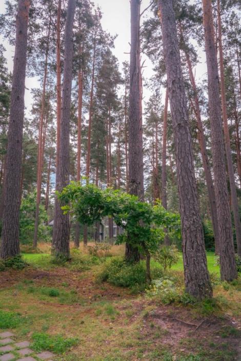 darzs-marsilos-A6708041