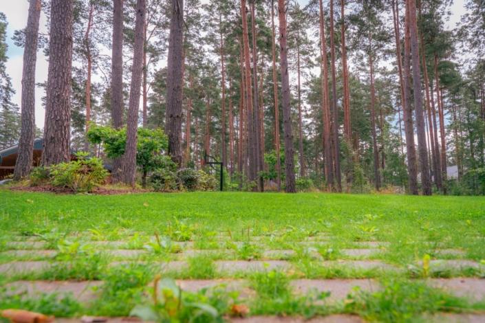 darzs-marsilos-A6708047