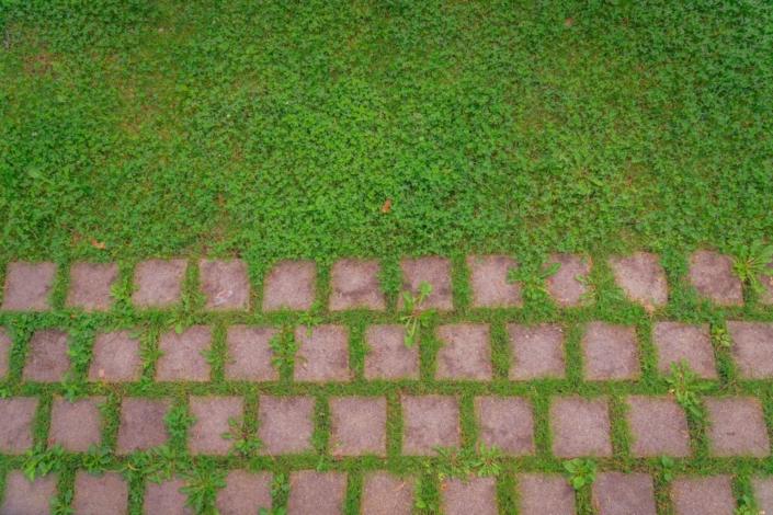 darzs-marsilos-A6708049