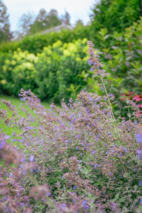 darzs-garupe-A6708109