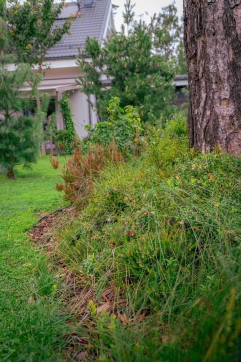 darzs-garupe-A6708113