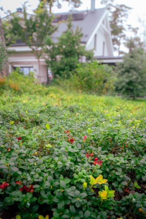 darzs-garupe-A6708117