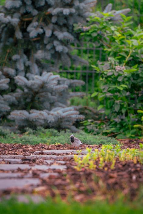 darzs-garupe-A6708123