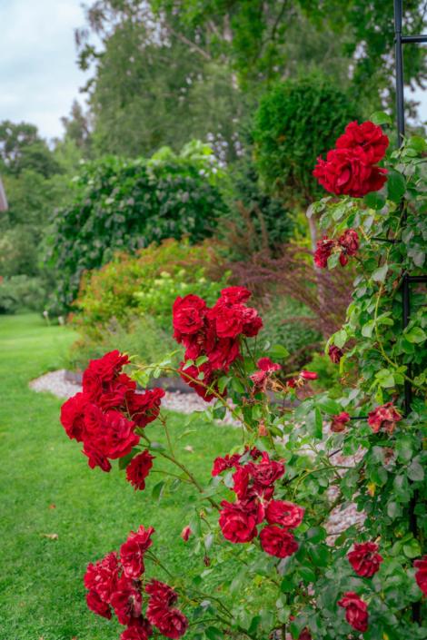 darzs-riga-1-A6708294