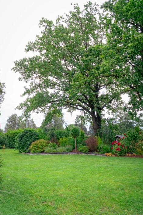 darzs-riga-1-A6708321