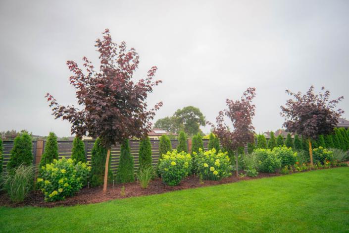 darzs-kalnavoti-DSC00970