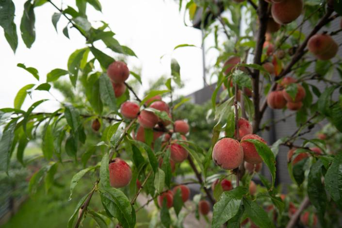 darzs-kalnavoti-DSC00994