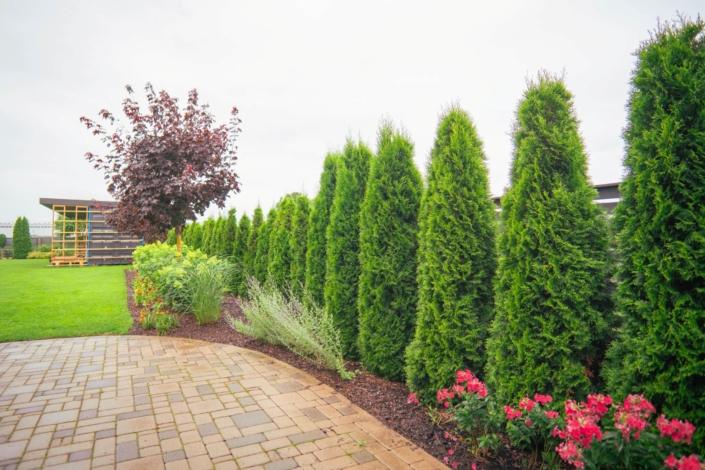 darzs-kalnavoti-DSC01004