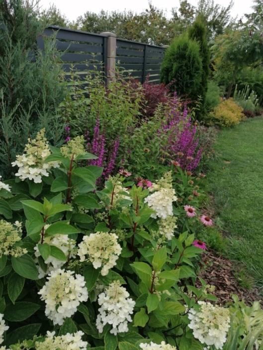 darzs-kalnavoti-IMG_20200727_154258